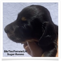 Sugar's AKC & CKC Black & Tan Longhair Female Miniature Dachshund Puppy