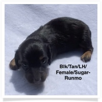 Sugar's AKC & CKC Black & Tan Longhair Female Miniature Dachshund Puppy
