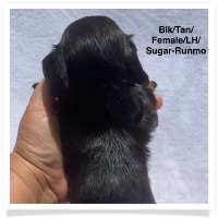 Sugar's AKC & CKC Black & Tan Longhair Female Miniature Dachshund Puppy
