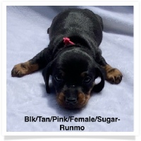 Black & Tan Smooth Coat Female - Pink Collar Miniature Dachshund Puppy