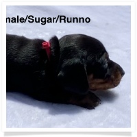Black & Tan Smooth Coat Female - Pink Collar Miniature Dachshund Puppy