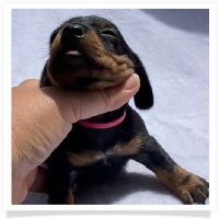 Sugar's AKC & CKC Black & Tan Smooth Coat Female - Pink Collar Miniature Dachshund Puppy
