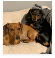 Cooper and Marley the Red and Black and Tan Miniature Dachshund in Their Happy Home!