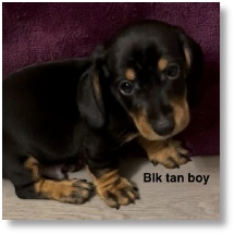 Abby's CKC Black & Tan Short Hair Male dachshund puppy