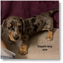 Abby's CKC Dapple Short Hair Male dachshund puppy