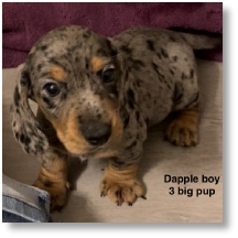 Abby's CKC Dapple Short Hair Male dachshund puppy