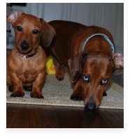 Maggie May and Bo the Red Miniature Dachshund in Their Happy Home!
