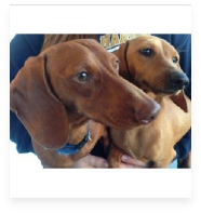 Bozo and Brownie the Red and Chocolate Miniature Dachshund in Their Happy Home!