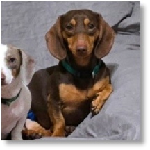Vincent (AKA Coco) 2 year old chocolate and tan miniature dachshund sire stud
