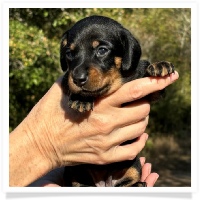 Crystal's AKC & CKC Black and Tan Short Hair Female Miniature Dachshund Puppy