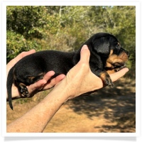 Crystal's AKC & CKC Black and Tan Short Hair Female Miniature Dachshund Puppy