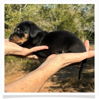 Crystal's AKC & CKC Black and Tan Short Hair Female Miniature Dachshund Puppy