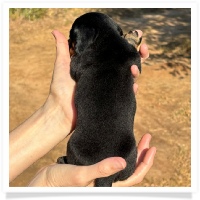 Crystal's AKC & CKC Black and Tan Short Hair Female Miniature Dachshund Puppy