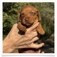 Crystal's AKc & CKC Chocolate Based Light Red Short Hair Female Miniature Dachshund Puppy