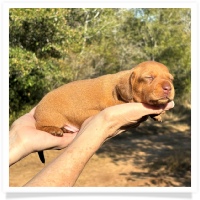 Crystal's AKc & CKC Chocolate Based Light Red Short Hair Female Miniature Dachshund Puppy