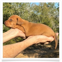 Crystal's AKc & CKC Chocolate Based Light Red Short Hair Female Miniature Dachshund Puppy