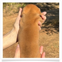 Crystal's AKc & CKC Chocolate Based Light Red Short Hair Female Miniature Dachshund Puppy