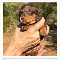 Crystal's AKC & CKC Chocolate and Tan Female (coat to be determined) Miniature Dachshund Puppy