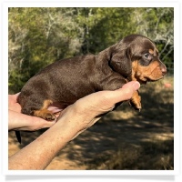 Crystal's AKC & CKC Chocolate and Tan Female (coat to be determined) Miniature Dachshund Puppy