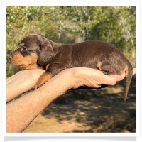 Crystal's AKC & CKC Chocolate and Tan Female (coat to be determined) Miniature Dachshund Puppy