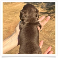 Crystal's AKC & CKC Chocolate and Tan Female (coat to be determined) Miniature Dachshund Puppy