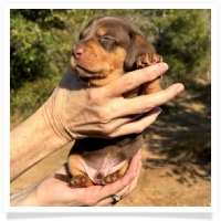 Crystal's AKC & CKC Chocolate and Tan Short Hair Male Miniature Dachshund Puppy