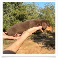 Crystal's AKC & CKC Chocolate and Tan Short Hair Male Miniature Dachshund Puppy