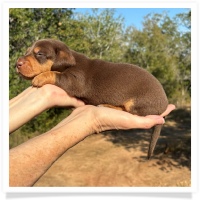 Crystal's AKC & CKC Chocolate and Tan Short Hair Male Miniature Dachshund Puppy