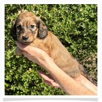 Crystal's AKC & CKC Shaded Cream or Red Long Hair Female Miniature Dachshund Puppy
