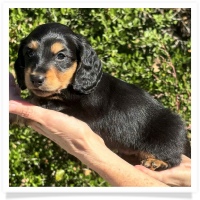 Crystal's AKC & CKC Black & Tan Long Hair Male Miniature Dachshund Puppy