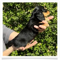 Crystal's AKC & CKC Black & Tan Long Hair Male Miniature Dachshund Puppy