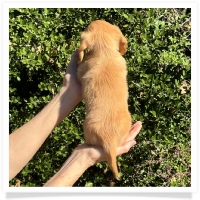 Crystal's AKC & CKC Light Red Long Hair Female Miniature Dachshund Puppy