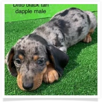 Ditto's Black & Tan Dapple Short Hair Male Miniature Dachshund Puppy - Registration awaiting approval from CKC