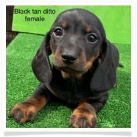 Ditto's Black & Tan Short Hair Female Miniature Dachshund Puppy - Registration awaiting approval from CKC