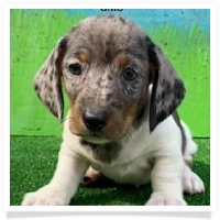 Ditto's Black & Tan Piebald-Dapple Short Hair Male Miniature Dachshund Puppy - Registration awaiting approval from CKC