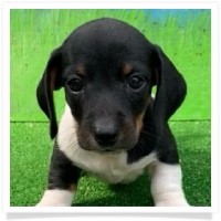 Ditto's Black & Tan Piebald Short Hair Male Miniature Dachshund Puppy #1 - Registration awaiting approval from CKC