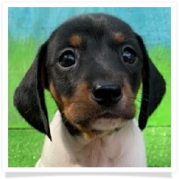 Ditto's Black & Tan Piebald Short Hair Male #2 Miniature Dachshund Puppy - Registration awaiting approval from CKC