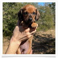 Ebony's AKC & CKC Short Hair Red Male Miniature Dachshund Puppy