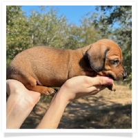 Ebony's AKC & CKC Short Hair Red Male Miniature Dachshund Puppy