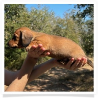 Ebony's AKC & CKC Short Hair Red Male Miniature Dachshund Puppy