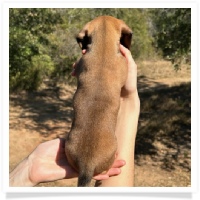 Ebony's AKC & CKC Short Hair Red Male Miniature Dachshund Puppy