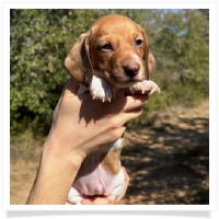 Ebony's AKC & CKC Short Hair Chocolate Based Red Piebald MaleMiniature Dachshund Puppy