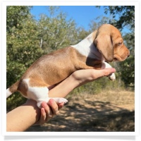 Ebony's AKC & CKC Short Hair Chocolate Based Red Piebald MaleMiniature Dachshund Puppy