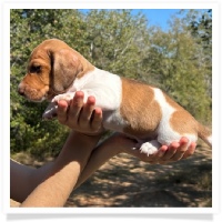 Ebony's AKC & CKC Short Hair Chocolate Based Red Piebald MaleMiniature Dachshund Puppy