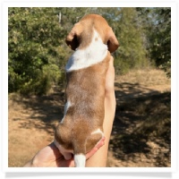 Ebony's AKC & CKC Short Hair Chocolate Based Red Piebald MaleMiniature Dachshund Puppy