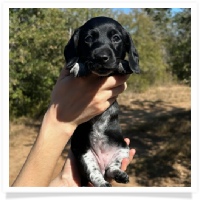 Ebony's AKC & CKC Short Hair Solid Black Piebald Female Miniature Dachshund Puppy