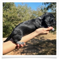 Ebony's AKC & CKC Short Hair Solid Black Piebald Female Miniature Dachshund Puppy