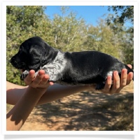 Ebony's AKC & CKC Short Hair Solid Black Piebald Female Miniature Dachshund Puppy