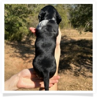 Ebony's AKC & CKC Short Hair Solid Black Piebald Female Miniature Dachshund Puppy