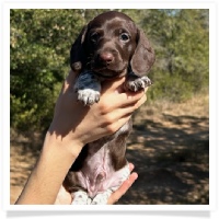 Ebony's AKC & CKC Short Hair Solid Chocolate Piebald Male (Solid Face) Miniature Dachshund Puppy